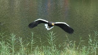 Vogelshow  Vogelpark Avifauna [upl. by Persons242]