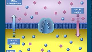 Que sont les transports membranaires [upl. by Bathsheba]