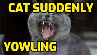 Why Is My Senior Cat So Vocal Screaming At Night [upl. by Hudis]