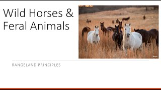 Wild Horses amp Feral Animals on rangeland [upl. by Urson]