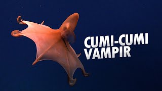 Adaptasi Makhluk Laut Dalam  06 Vampyroteuthis AlamSemenit [upl. by Milzie]