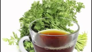 Chervil Tea Health Benefits [upl. by Eidlog]