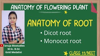 Ch6 Anatomy of Root  Dicot root Vs Monocot root  Class 11 BiologyNEETAIIMS [upl. by Eira]