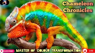 Chameleon Color Magic  The Science Behind Color Changing [upl. by Bourke]