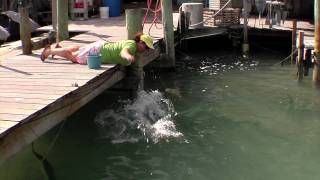 Feed the Tarpon at Robbies in Islamorada [upl. by Gonzales]