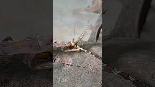 Mantis hunts too fast 😱  Tropical Forest Bees mantis [upl. by Dewhirst]