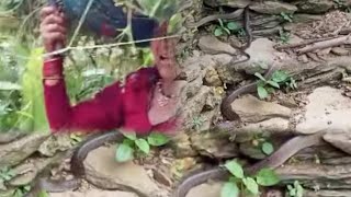 सांप घुसा घर के अंदर Snake in the House snake snakevideo snakes snakerun snakehead snakerescue [upl. by Ydnat]