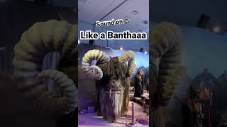 Like a Bantha starwars starwarscelebration2022 bobafett shorts [upl. by Brebner]