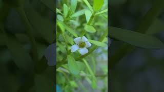 Hoa Rau đắng biển Bacopa monnieri brahmi  water hyssop [upl. by Meluhs]