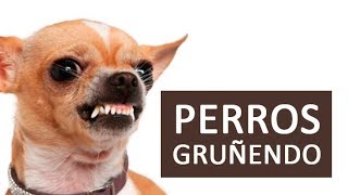 PERROS GRUÑENDO Efecto de Sonido HD [upl. by Day]