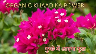 Bougainvillea Plant ki Dekhbhaal kaise Kare Bougainvillea Plant care tips and tricks [upl. by Dahs]