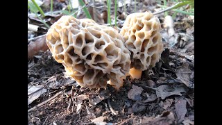 Culture Morilles le 10 11 2023 dans jardinière [upl. by Snodgrass368]