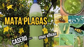 MATA todas las PLAGAS de tus plantas con el INSECTICIDA CASERO más eficaz pulgón mosca blanca ymas [upl. by Ardnasil841]