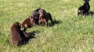 Harleys Pups at 5 weeks old [upl. by Locklin]