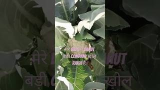 मेरे बापू की company nlodhifarming royalshetksri [upl. by Woo]