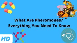 What Are Pheromones Everything You Need To Know [upl. by Ligriv544]