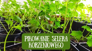 Pikowanie selera korzeniowego o czym warto pamiętać Jak uprawiać seler korzeniowy [upl. by Abigael]