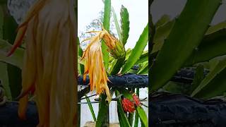 How to grow dragon fruit in a pot 🎄 Pink fruit shots shrubsgardeningplantshouseplant [upl. by Nahshun]