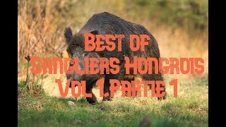 Chasse🐗Best Of Sangliers Hongrois🐗 vol 12345partie 1 [upl. by Yk737]