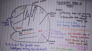 Functional Areas of Brain  Cerebral Cortex  Anatomy I very easy and important [upl. by Reinald962]