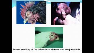 Dr Hanem Avian mycoplasmosis ampErysipelas infection in poultry [upl. by Dorelle997]