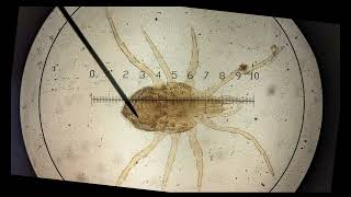 calibrating graticule OCR A ALevel Biology Revision  Module 2 Foundation in Biology [upl. by Seidler282]