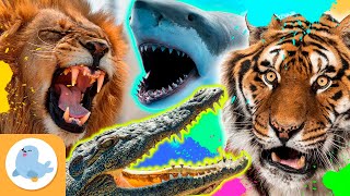 Os ANIMAIS MAIS FEROZES do mundo 🦁🐯🦈🐊 LEÃO TIGRE TUBARÃO TUBARÃO E CROCODILO 🌿 RECOPILAÇÃO [upl. by Wootten]