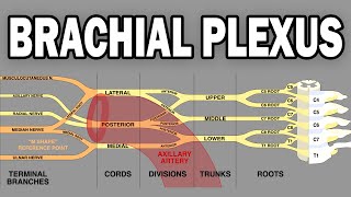 THE BRACHIAL PLEXUS AND UPPER LIMB INNERVATION [upl. by Madelon]