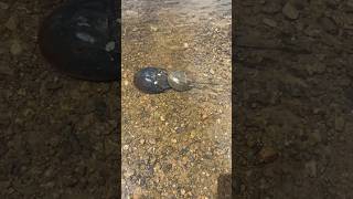 Sea Doo Fish Pro Trophy “ Lexi Lu” on Piscataqua River Eliot Maine…Horseshoe crabs mating… [upl. by Pitarys]