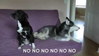 Mishka the Talking Husky is Mad  SUBTITLED [upl. by Brinna]