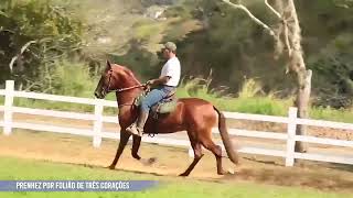 LOTE 15 ZURITA DA SANTA ESMERALDA [upl. by Asiilanna]