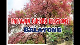 Palawan cherry blossom or BALAYONG [upl. by Sordnaxela]