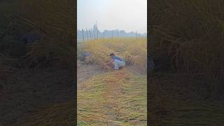 Conventional method of paddy cutting in our village 🚜🐄🌾 rice agriculture farmers shorts [upl. by Marillin]