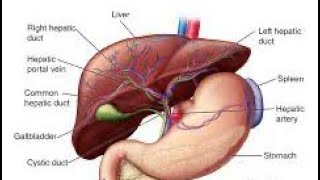 Biochemistry liver function Bilirubinurobilinogen and Jaundice  part 1 [upl. by Anig]