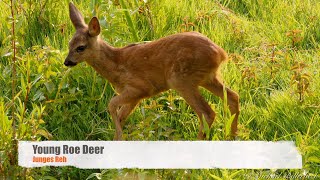 Young Roe Deer Capreolus capreolus [upl. by Dao35]