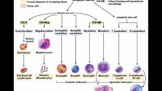 Hemopoiesis formation of blood cells [upl. by Schramke]