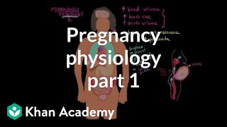 Pregnancy physiology I  Reproductive system physiology  NCLEXRN  Khan Academy [upl. by Ahseenak]