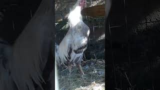 Puros Giros  4 gallos para gallinas gallos [upl. by Ahsitra]