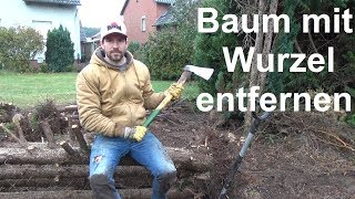 Baum mit Wurzel ausgraben entfernen Busch mit Wurzel entfernen ausbuddeln Wurzelstumpf [upl. by Venuti]