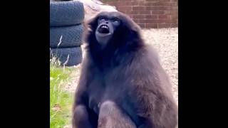 chimpanzee screaming sound  chimpanzee sound video shorts shortvideo chimpanzee wildlife [upl. by Alberik]