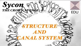 SYCON 1 Structure and Canal System ZOOSQUARE BSc Medical Sem I [upl. by Kidd]