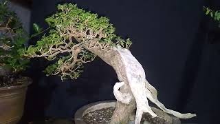 Premna odorata  Abgao Dagat  Commission Work bonsai [upl. by Papp]