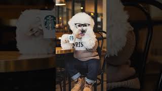 Top Funny Video Bichon Frise drinking Starbucks [upl. by Schroeder]