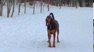 10 seconds of bloodhound howling like Chewbacca [upl. by Zimmermann]