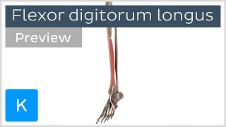 Functions of the flexor digitorum longus muscle preview  3D Human Anatomy  Kenhub [upl. by Aitahs]