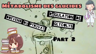 Métabolisme des glucides devenir du pyruvat régulation de glycolyse part 2 [upl. by Will]