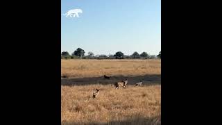 Perros salvajes se unen contra el León [upl. by Bishop]