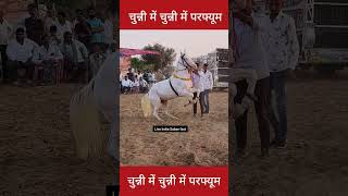 white ghoda dance in bakra [upl. by Ahsotal]