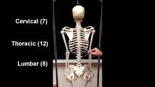 Anatomy of the Axial Skeleton [upl. by Bard]