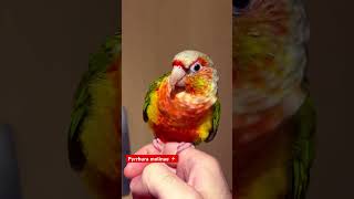 Pyrrhura molinae gcc conure phoenix pets [upl. by Tamarra]